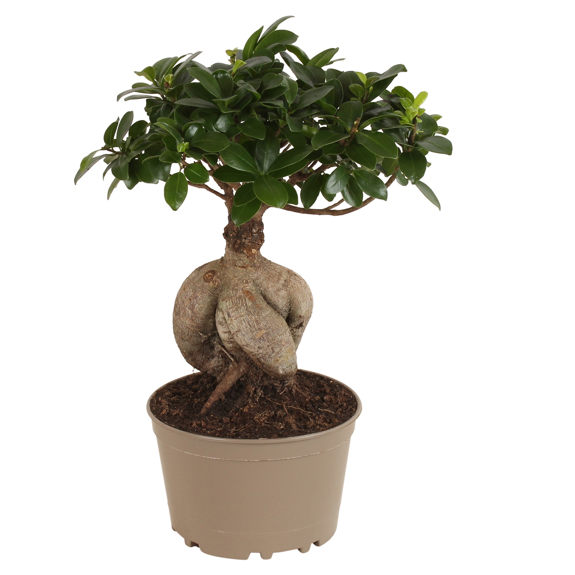 Ficus m. Ginseng pot ø18cm Carbon Free pot, D 18