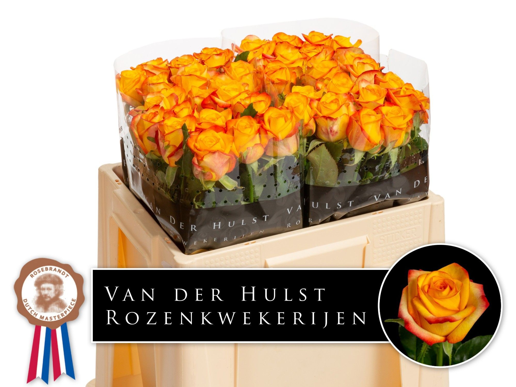 Роза од. Каталунья+ 50, шт.