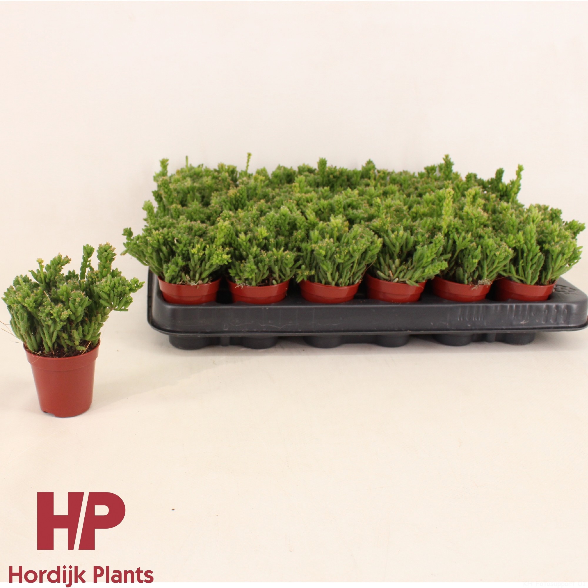 Rhipsalis mesembryanthemoides 5,5cm, D 5,5 cm