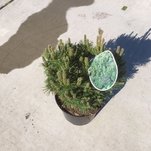 Pinus mugo 'Mops', D 26 cm Pinus mugo 'Mops', D 26 cm