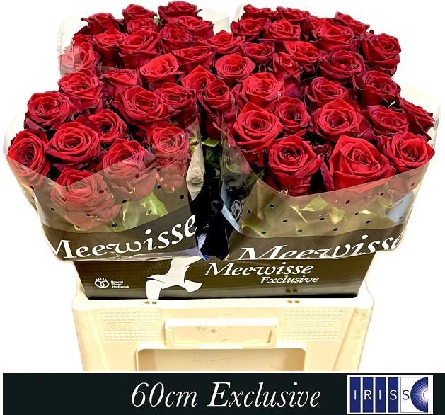 Роза од. Рэд Наоми 60, шт.