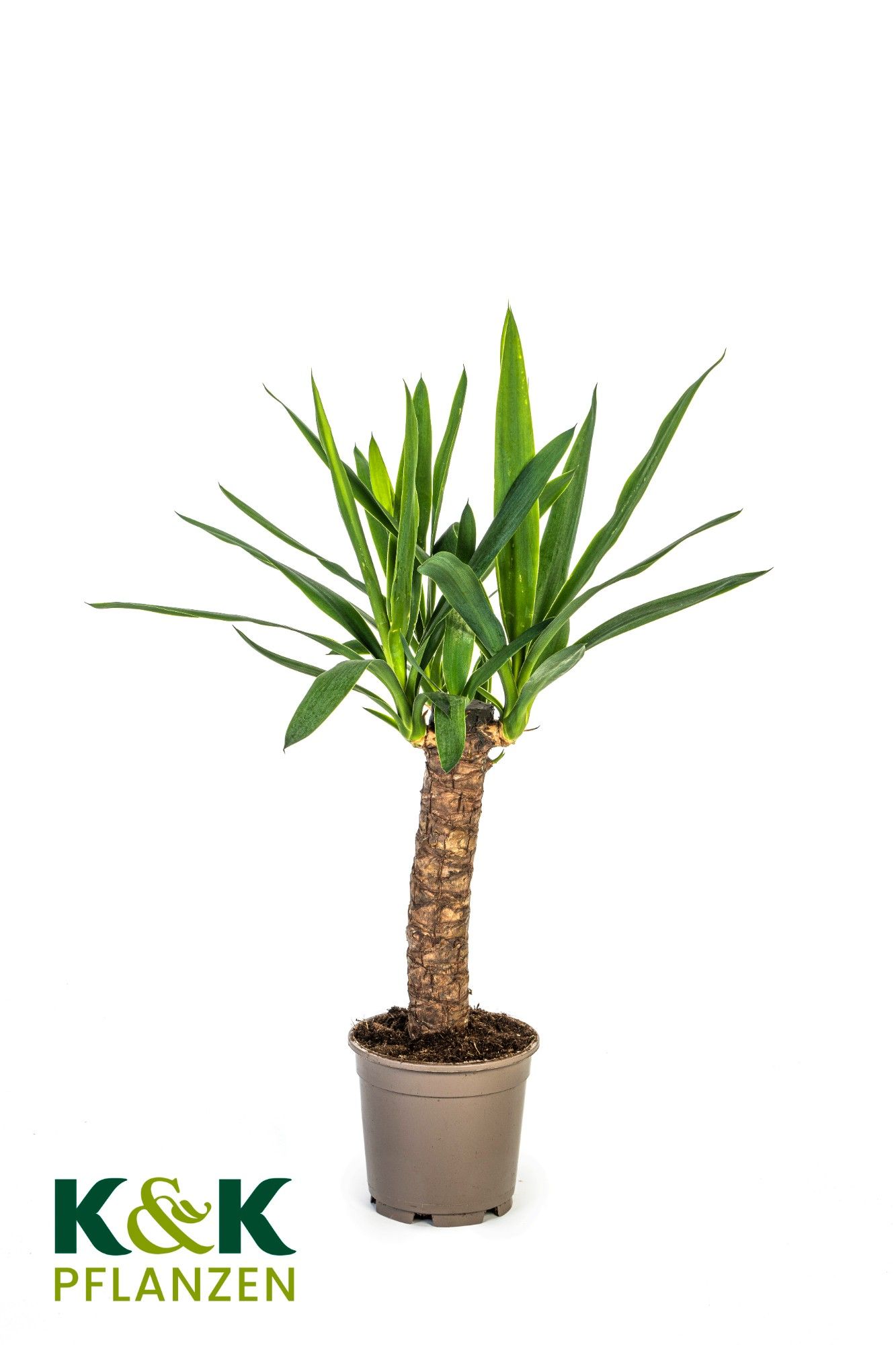Yucca elephantipes T13, D 13