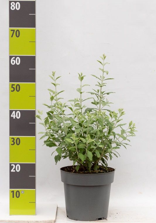 Perovskia atriplicifolia 'Prime Time' (R) C 4,6, D 23