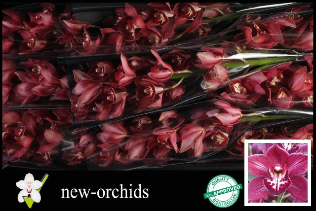 Цимбидиум Ивнин Стар x9 60, шт.