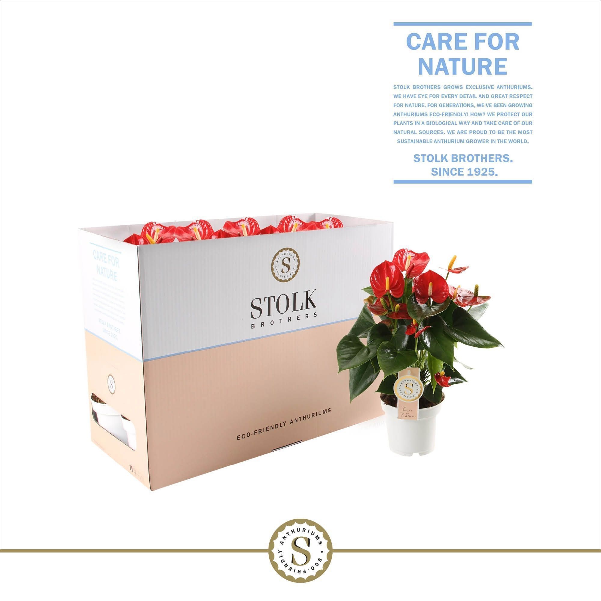 Red Champion 12cm in Ecobox, D 12