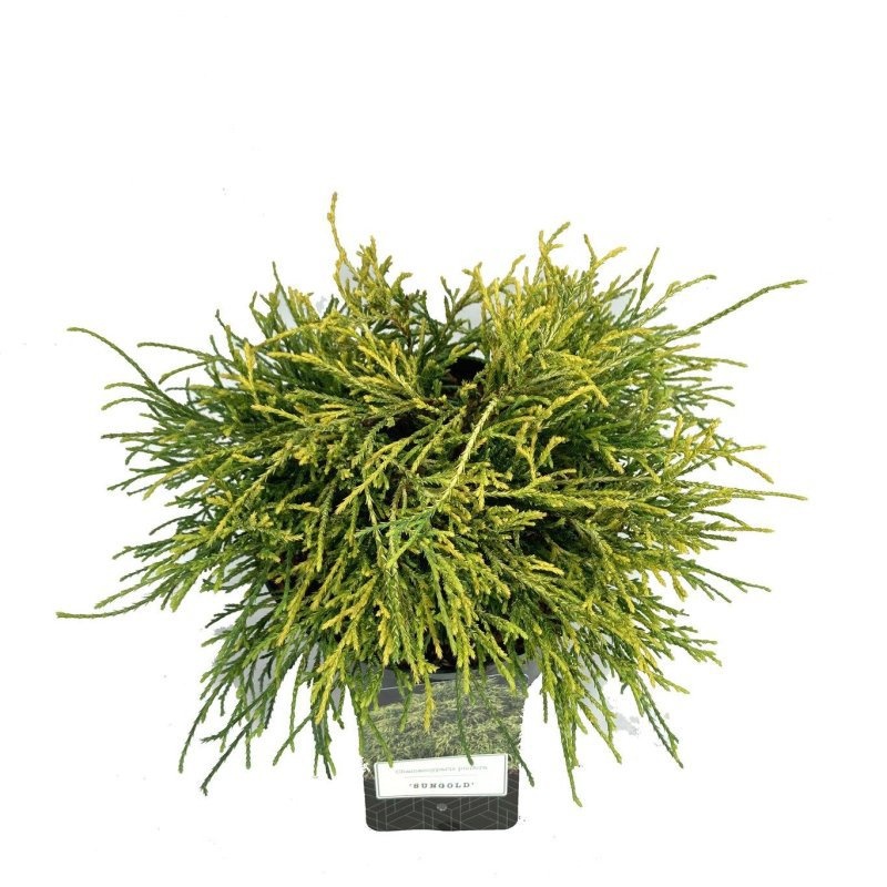 Chamaecyparis p. 'Sungold', D 18