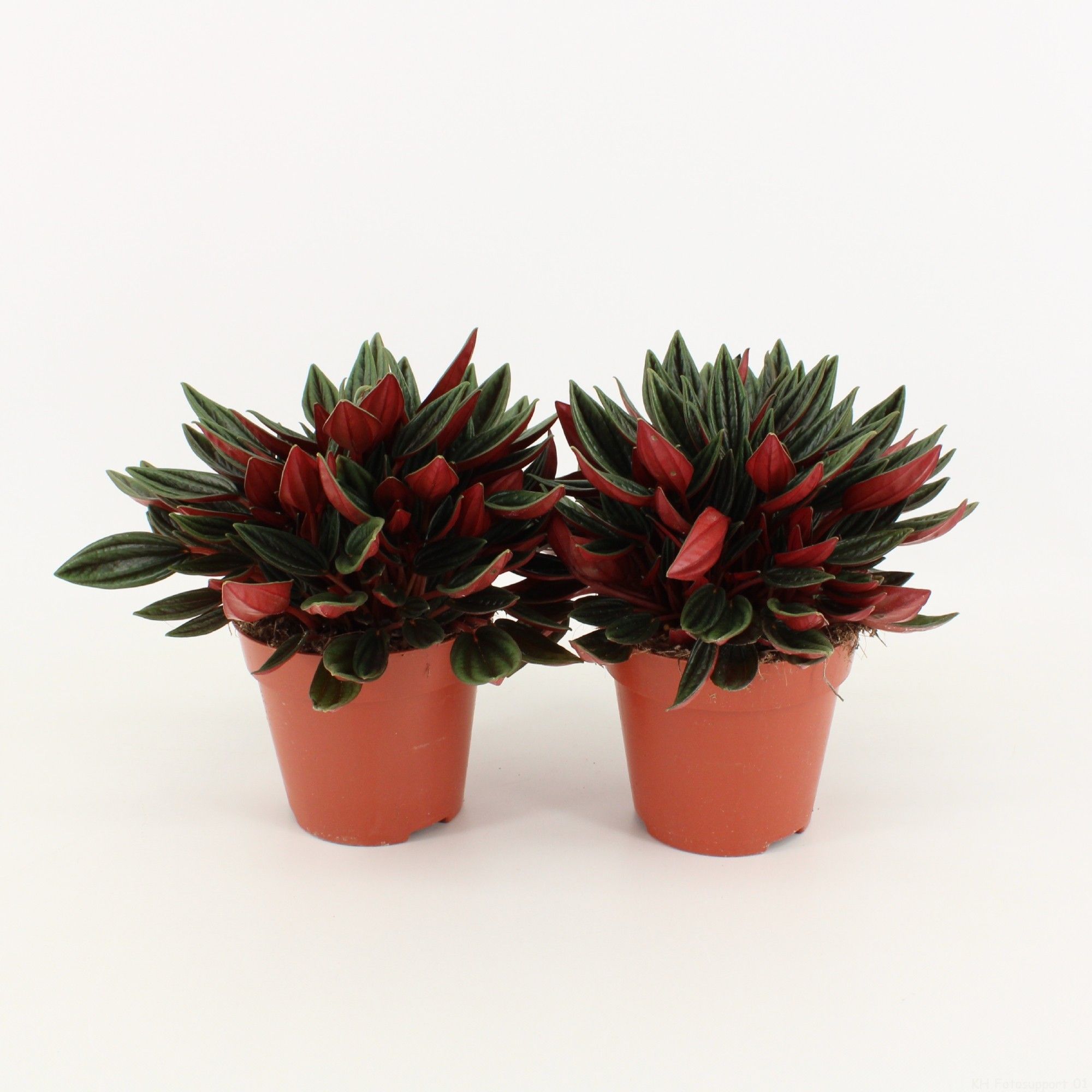 Peperomia Rosso P12, D 12