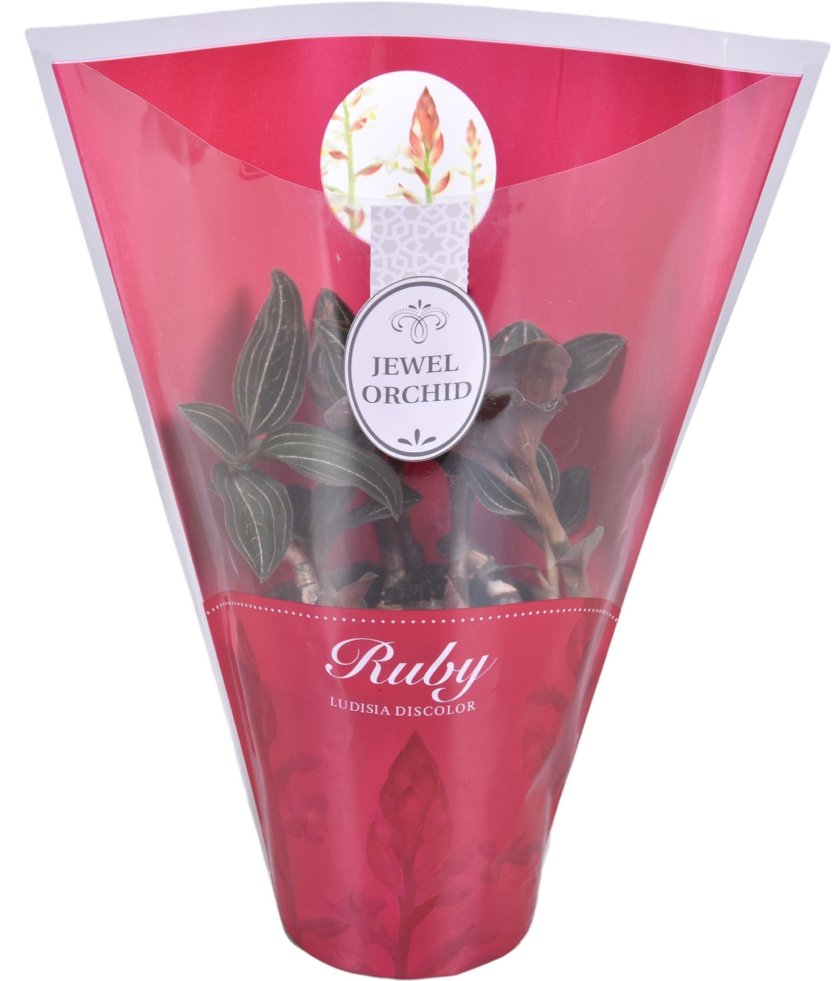 Ludisa L met rode hoes, D 12