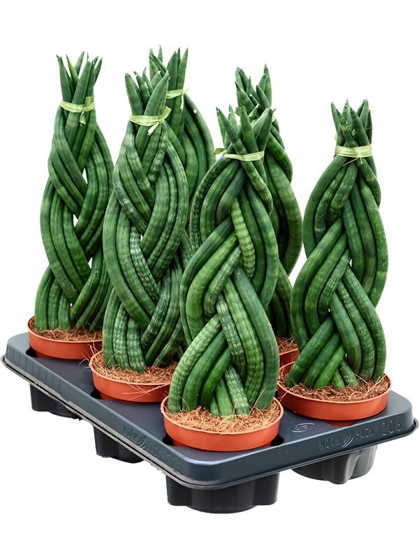 Sansevieria cylindrica 6/tray, D 12