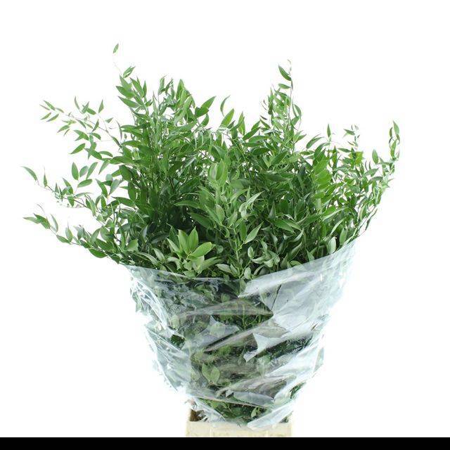 Рускус Итальянский за пучок 100, пуч.