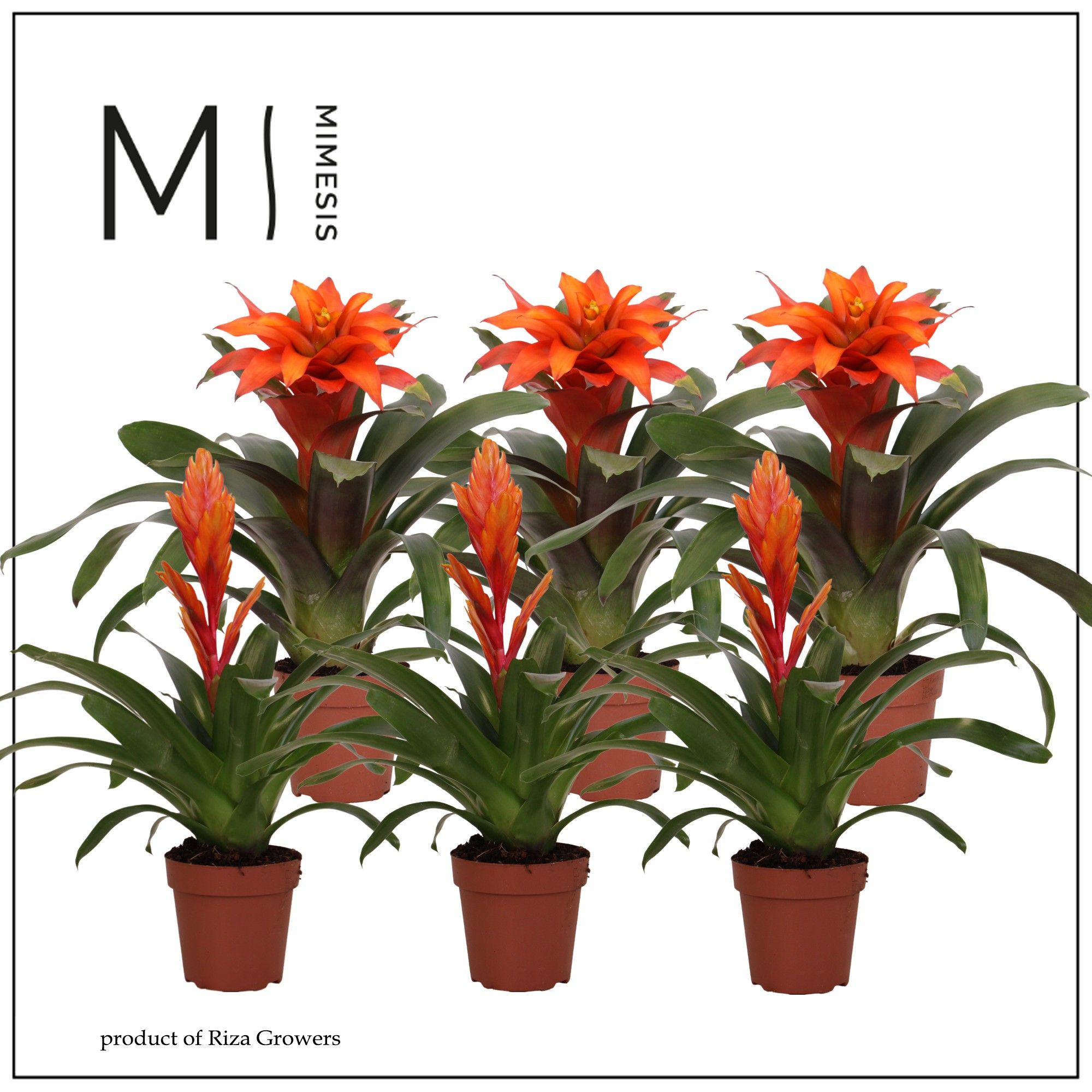 Bromelia Orange - 12cm | Mimesis, D 12