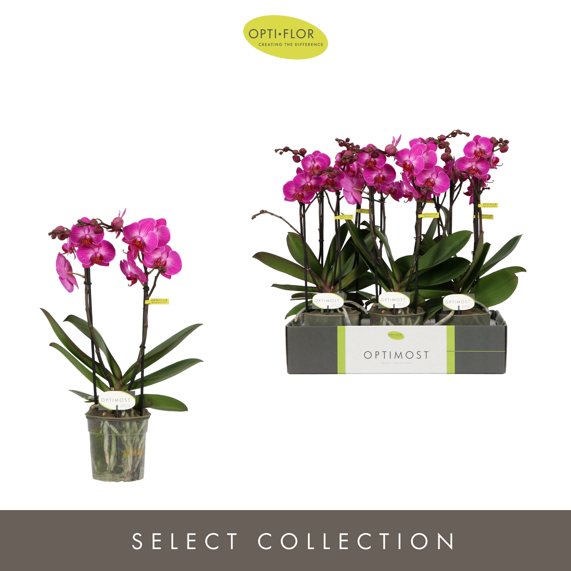 Optimost Roma 2 spike, D 12 cm