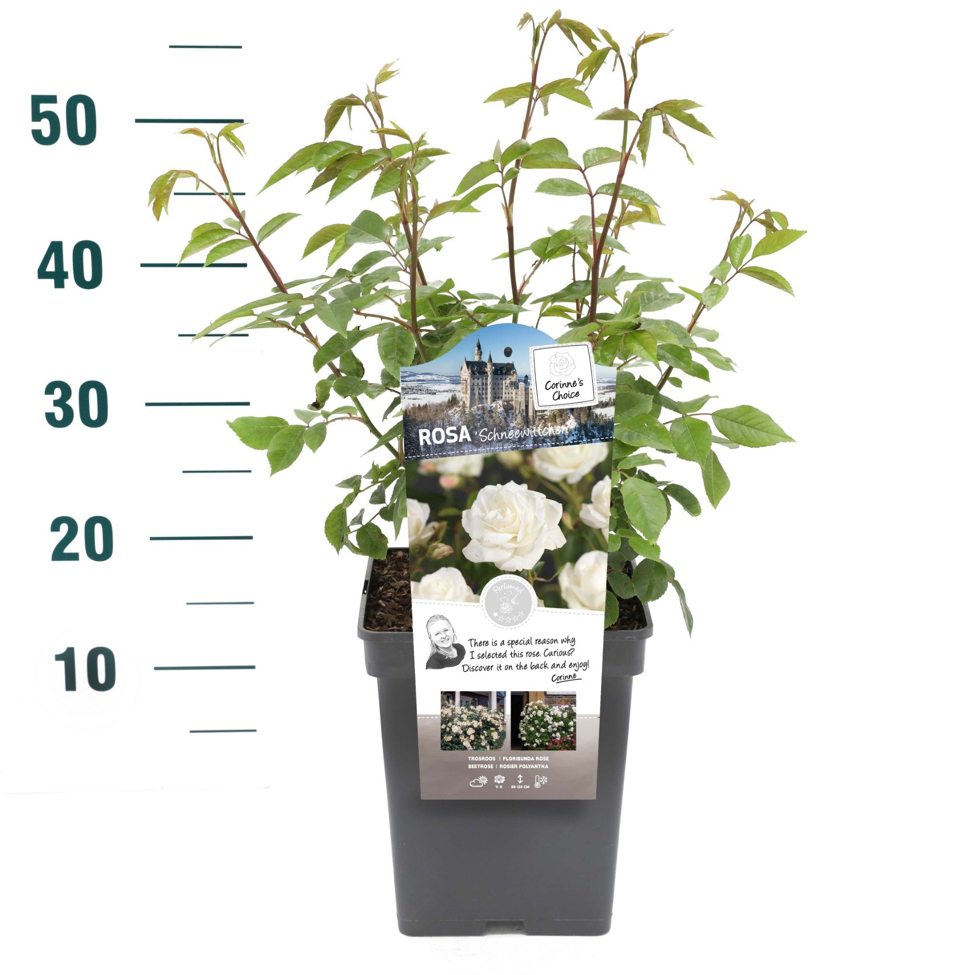 Rosa 'Schneewittchen' - Struik - VP5 - Categorie 3, D 23 cm