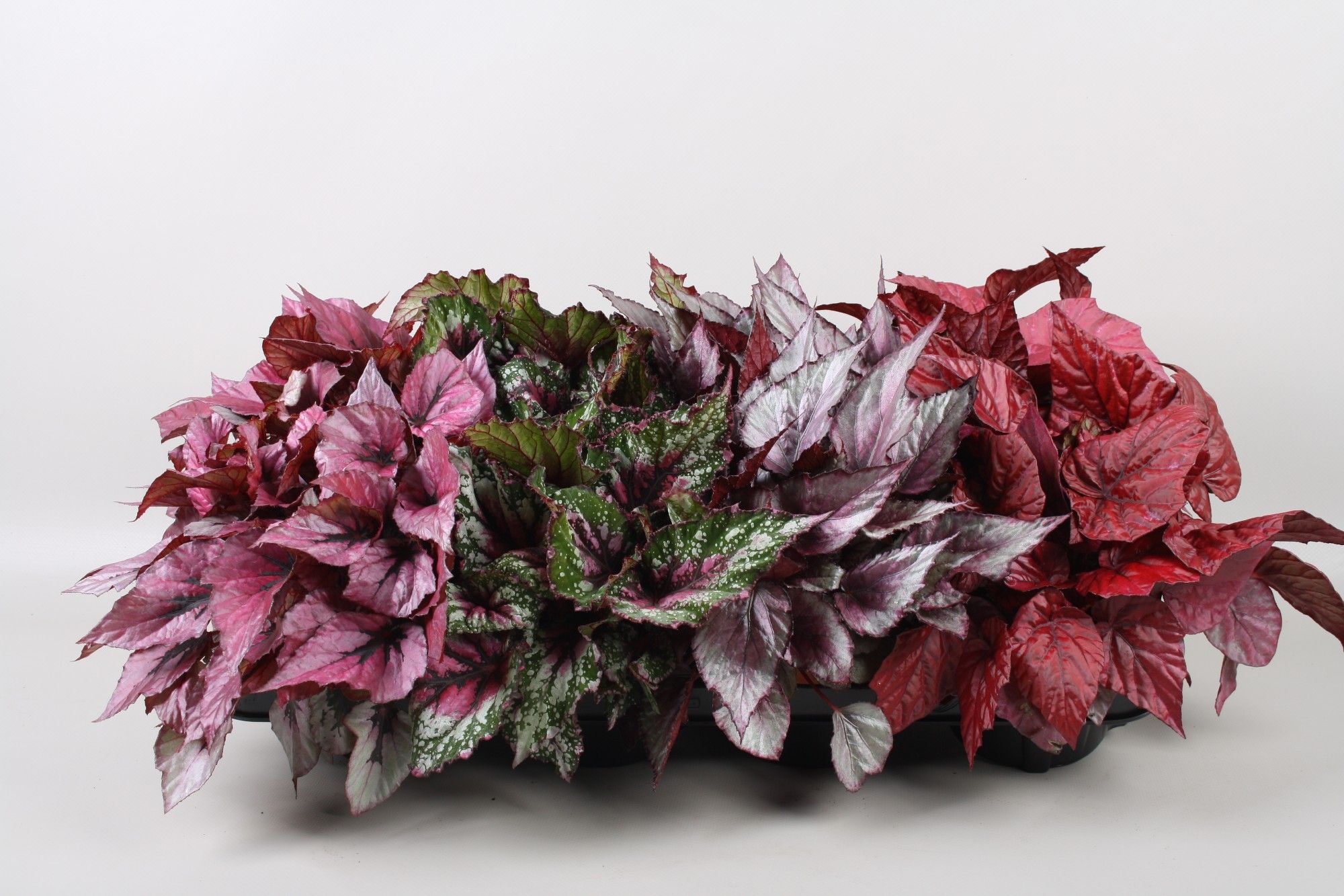 Begonia Beleaf mix, D 12