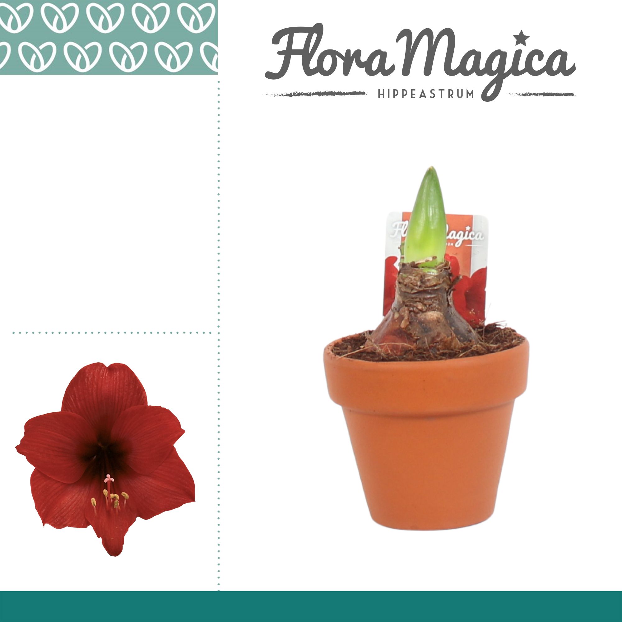 Amaryllis Kolibri Top Choice 2 Knop Terracotta OP, D 9 cm