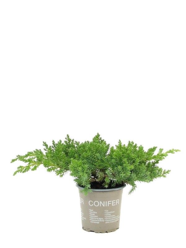 Juniperus procumbens 'Nana', D 9