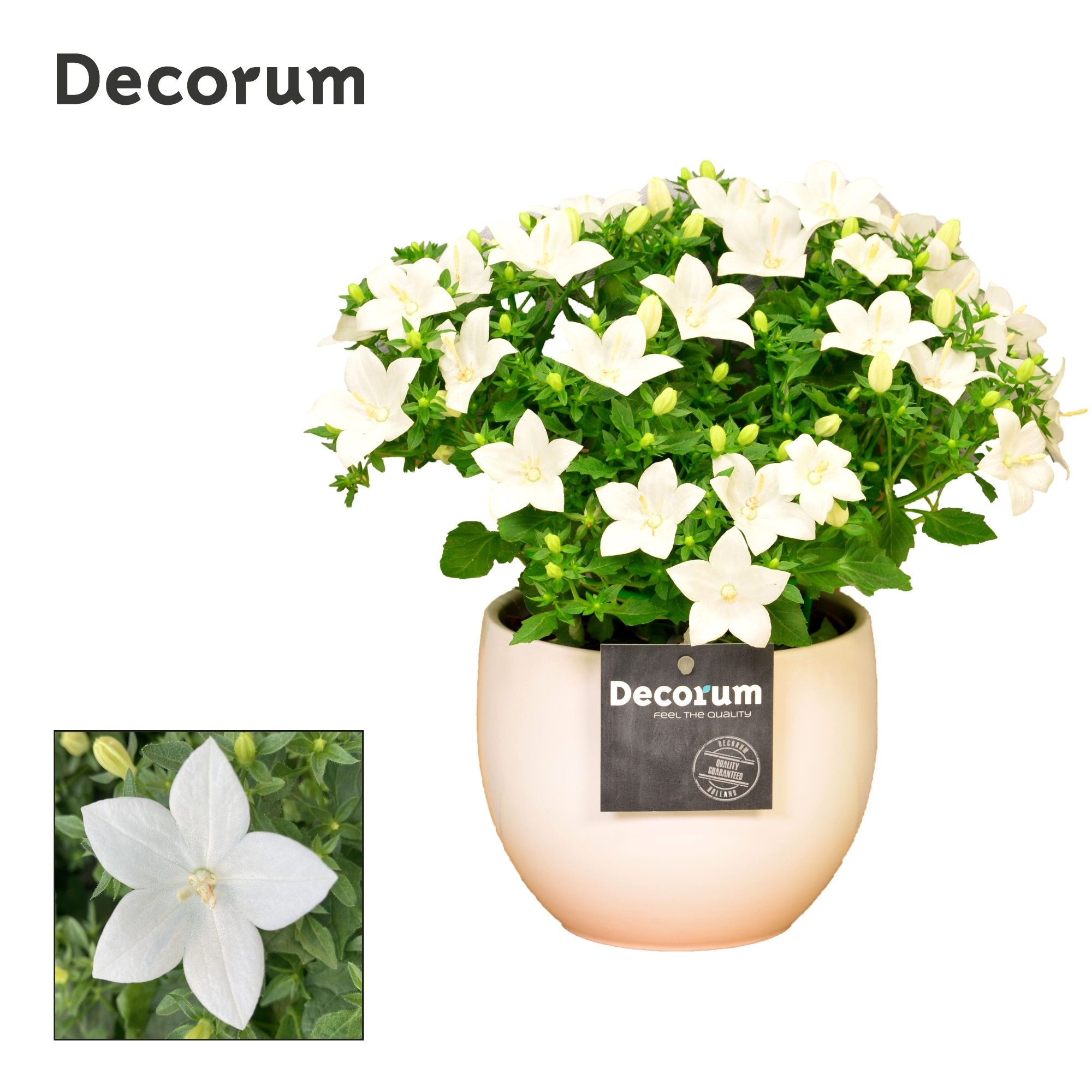 Campanula 'Atlanta' Decorum Melanie, D 13