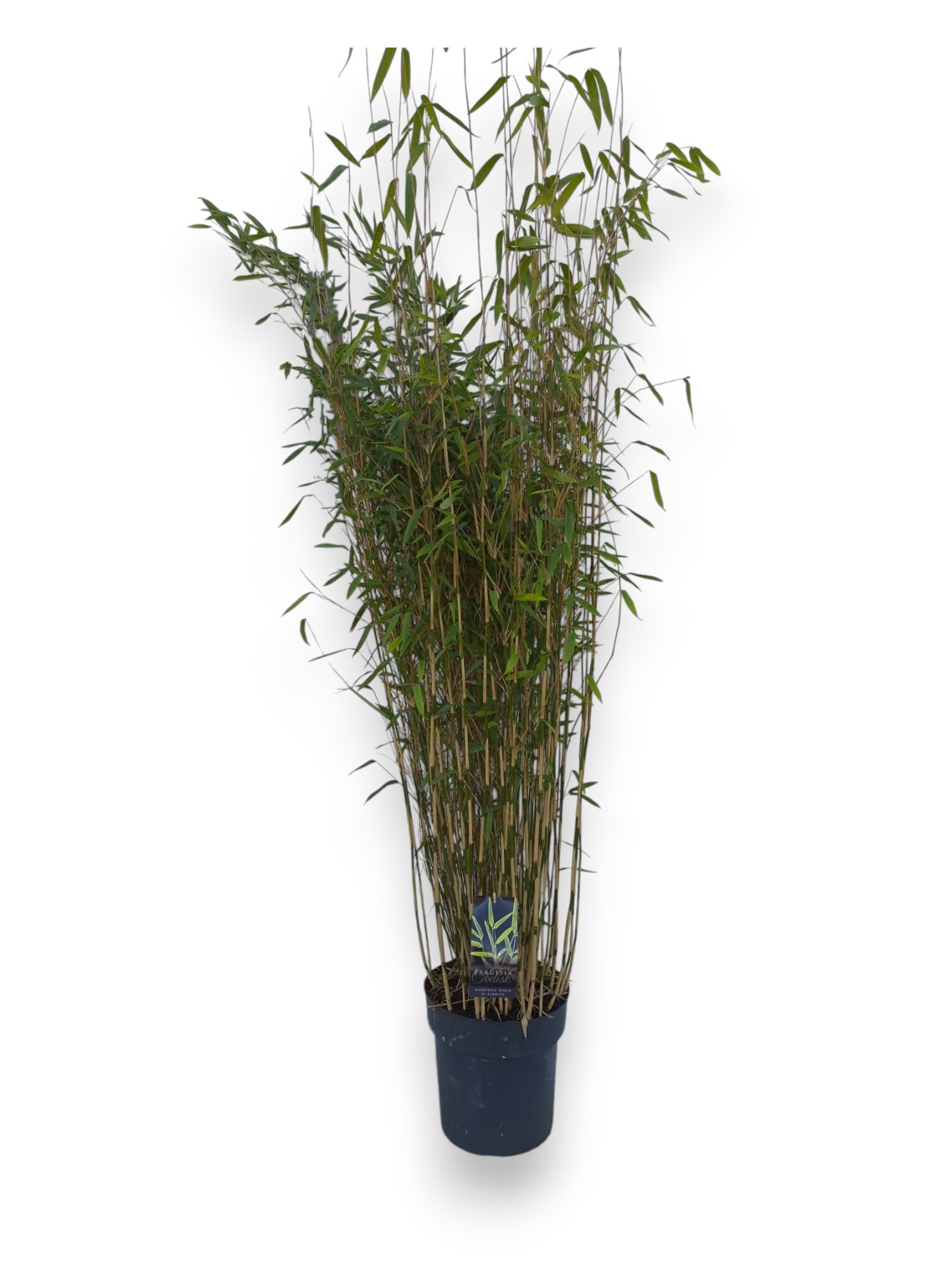 Fargesia 'Obelisk' ® C10/P27 - Niet-woekerende Bamboe, D 27