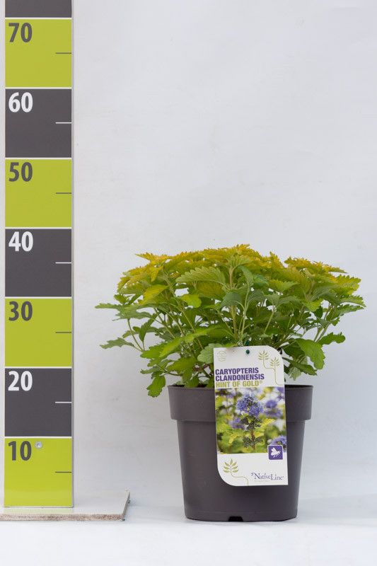 Caryopteris 'Hint of Gold ' (R) C 4,6, D 23