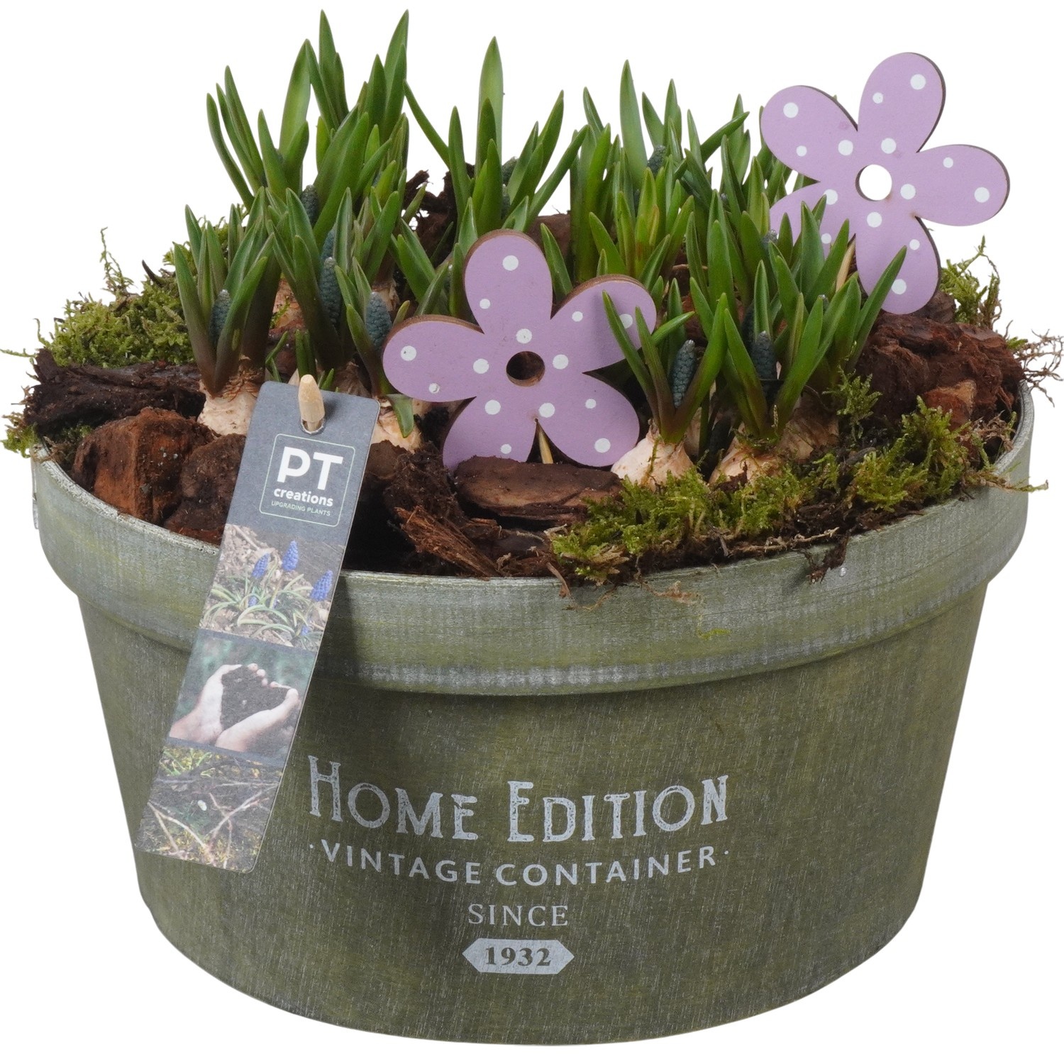 PTMB6298 Arrangement Muscari Blue in chipwood pot, D 25