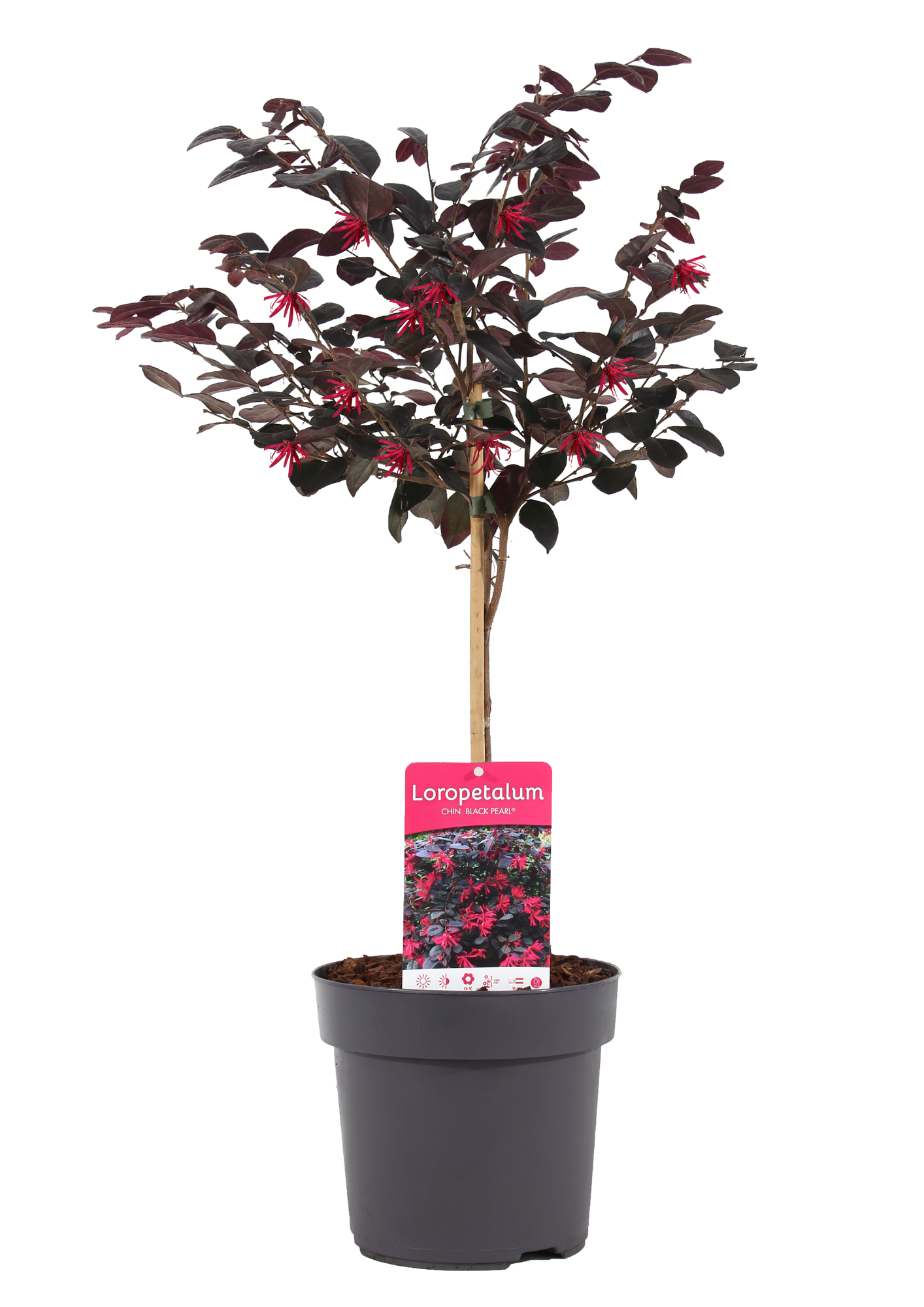Loropetalum chin. 'Black Pearl'® stam 30 P19/C3, D 19