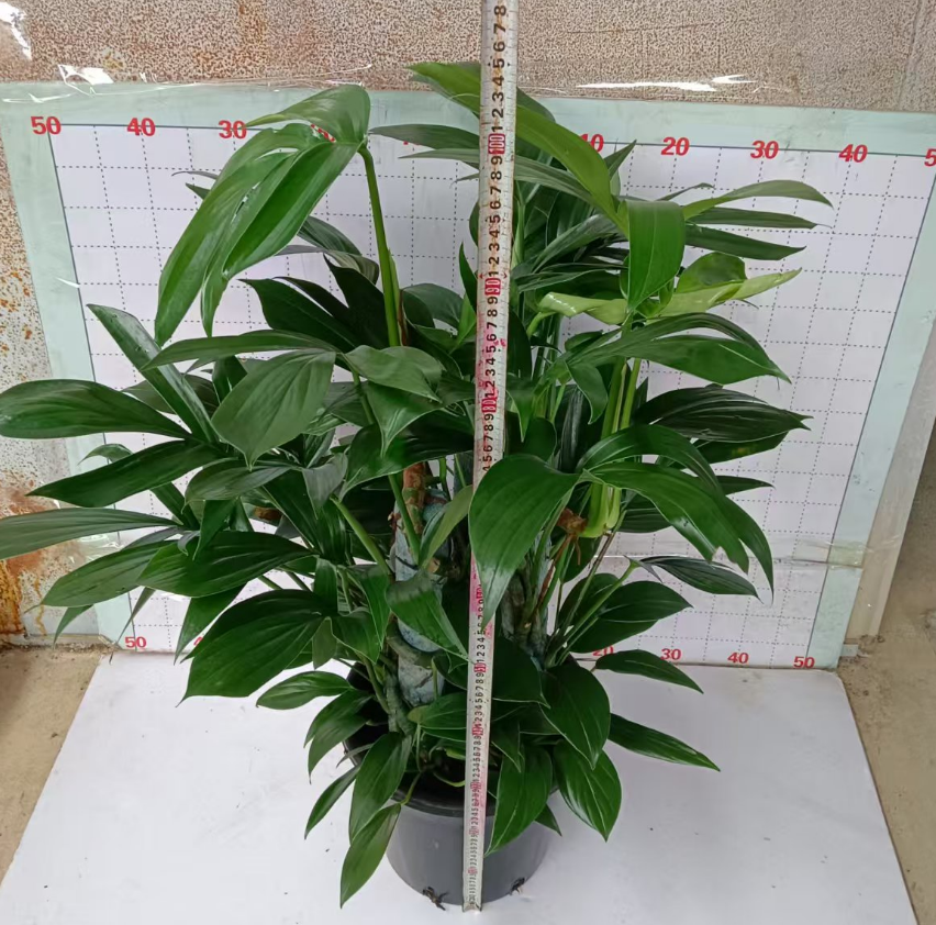 Филодендрон Вилт-аттрактинг Квилин 30 110