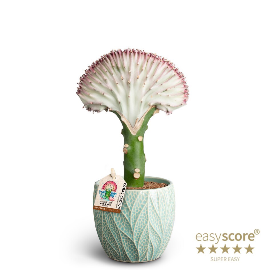 EUPHORBIA LACTEA 40917035 Leaf Ocean Lactea, D 10