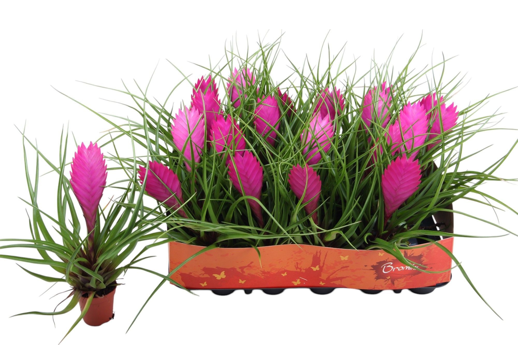 Till. Cyanea Anita, D 5,5