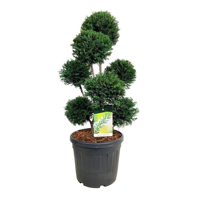 Taxus b. 'Höpken's Gigant', D 50