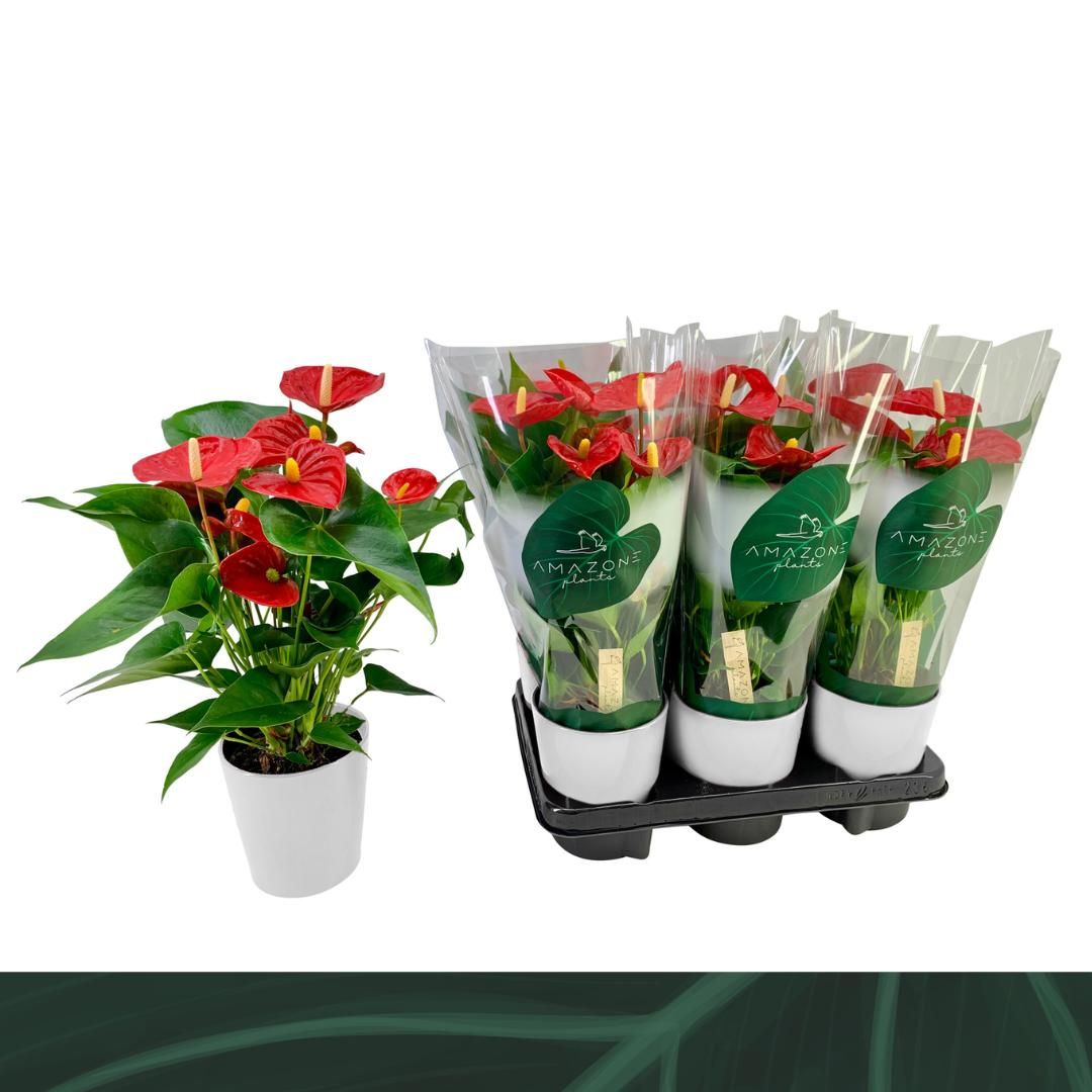 Anthurium Aristo 12cm wit keramiek, D 12