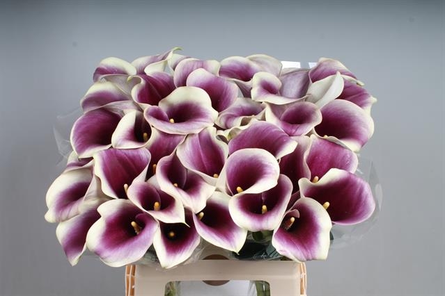 Калла Кэптен Раноми 60, шт.