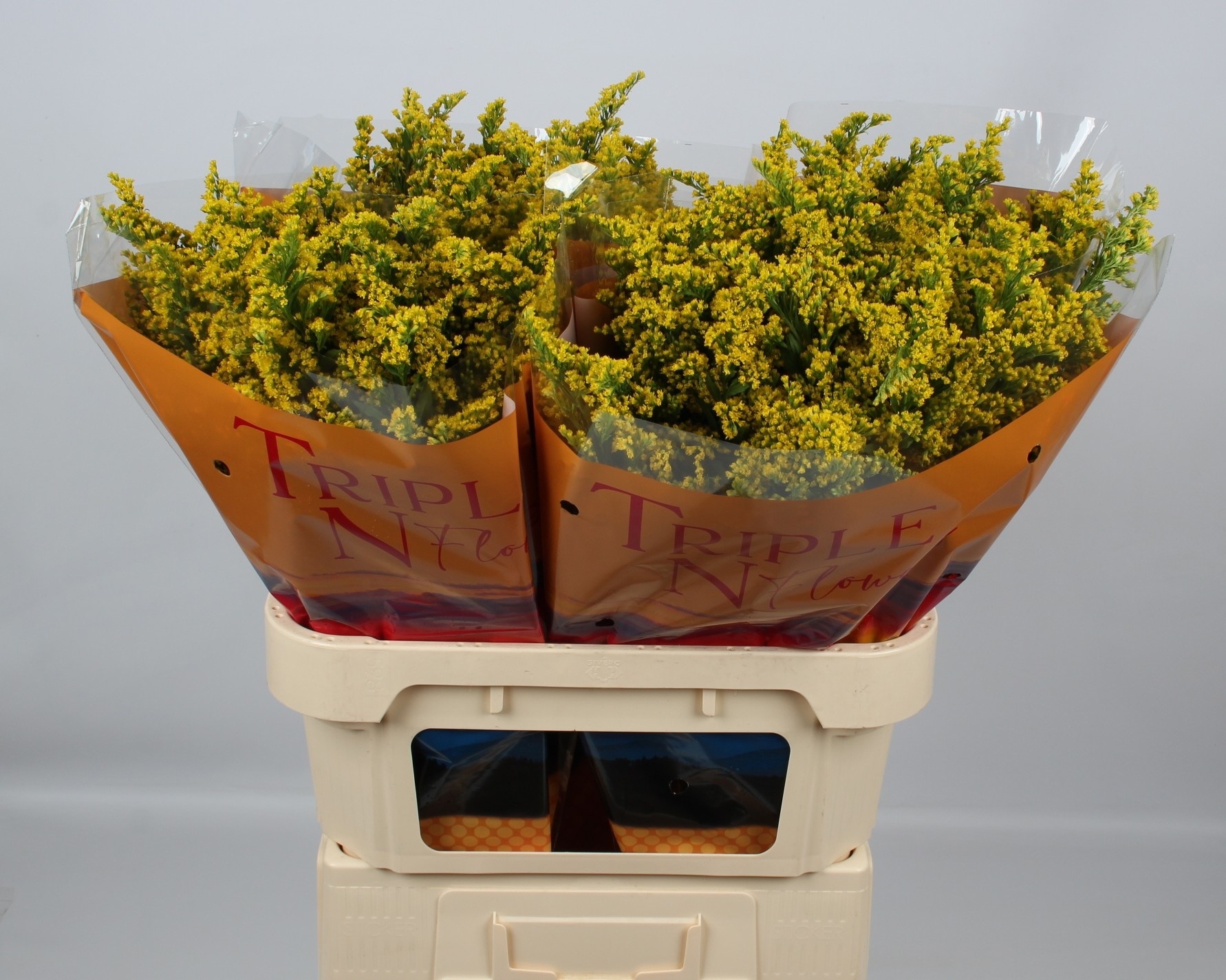 Солидаго Санни Глори 80, шт.