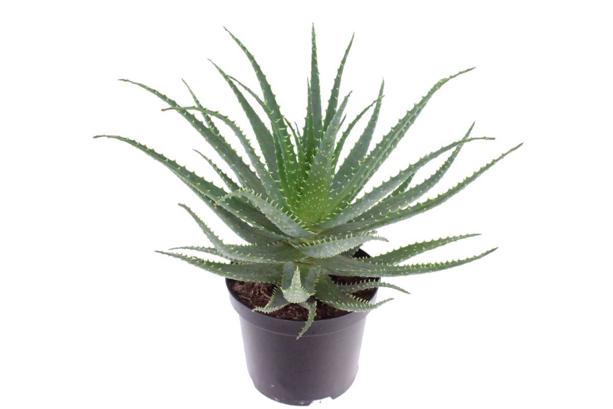 Aloe arborescens-NOT CERTIFIED, D 19