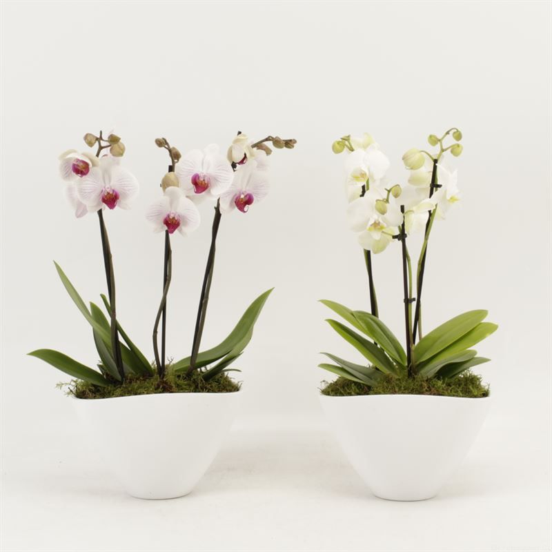 Phalaenopsis gemengd Schaal Veronica 3 tak gemengd shorty arrangement, D 22 cm
