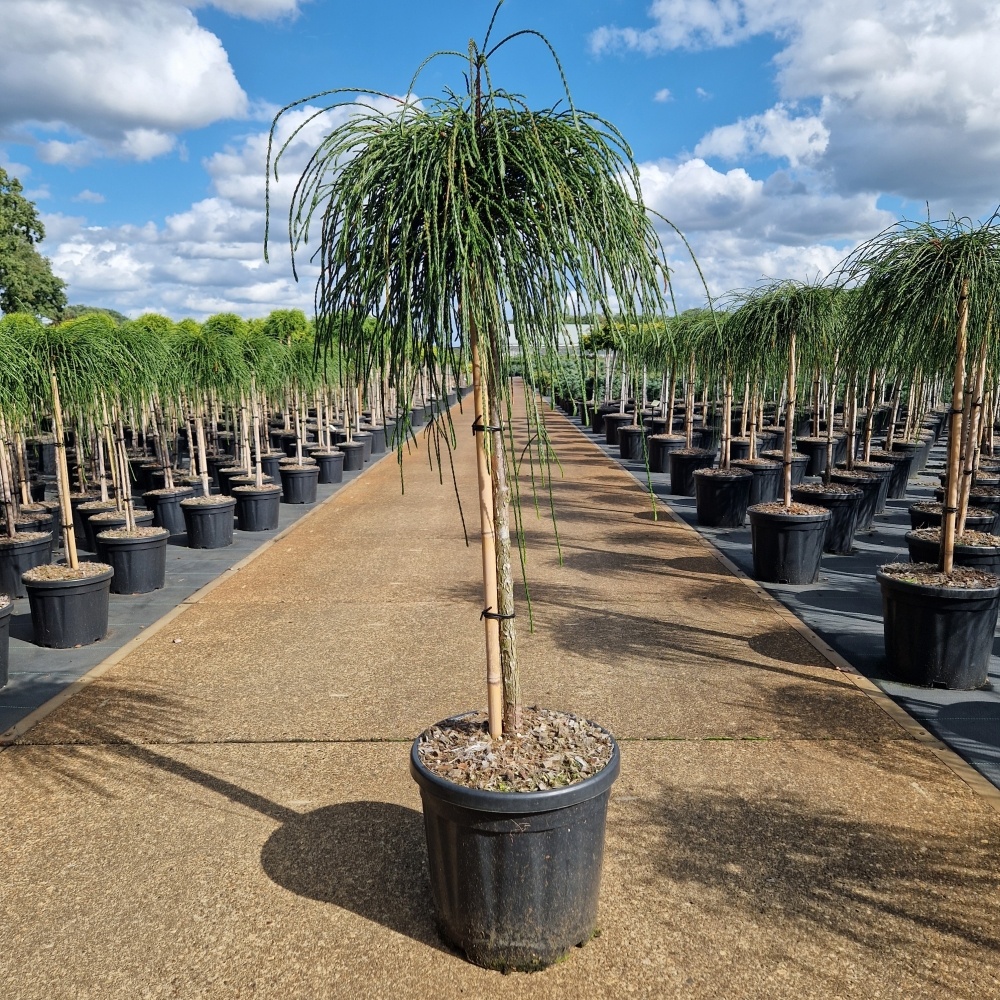 Thuja plicata 'Whipcord', D 32 cm