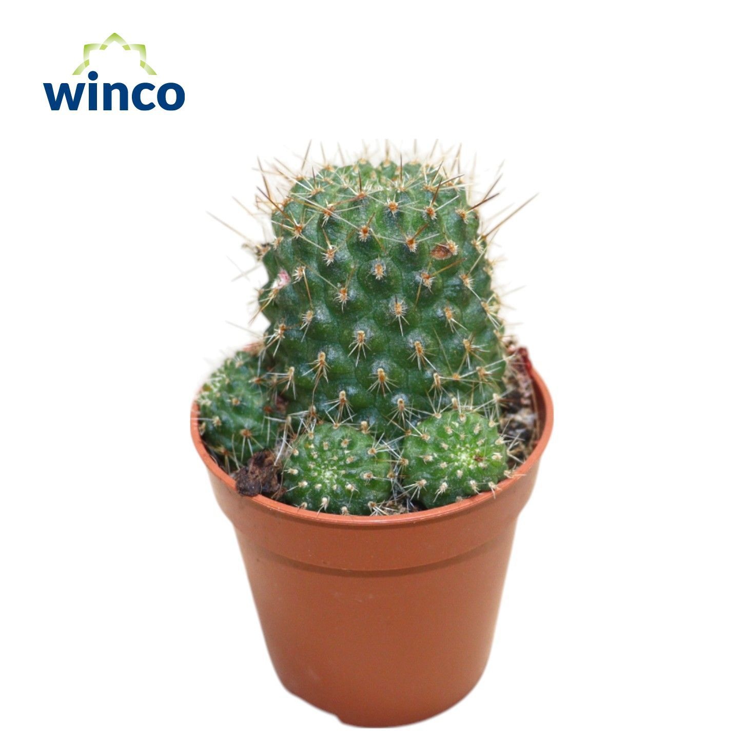 Rebutia Vulpina, D 5,5