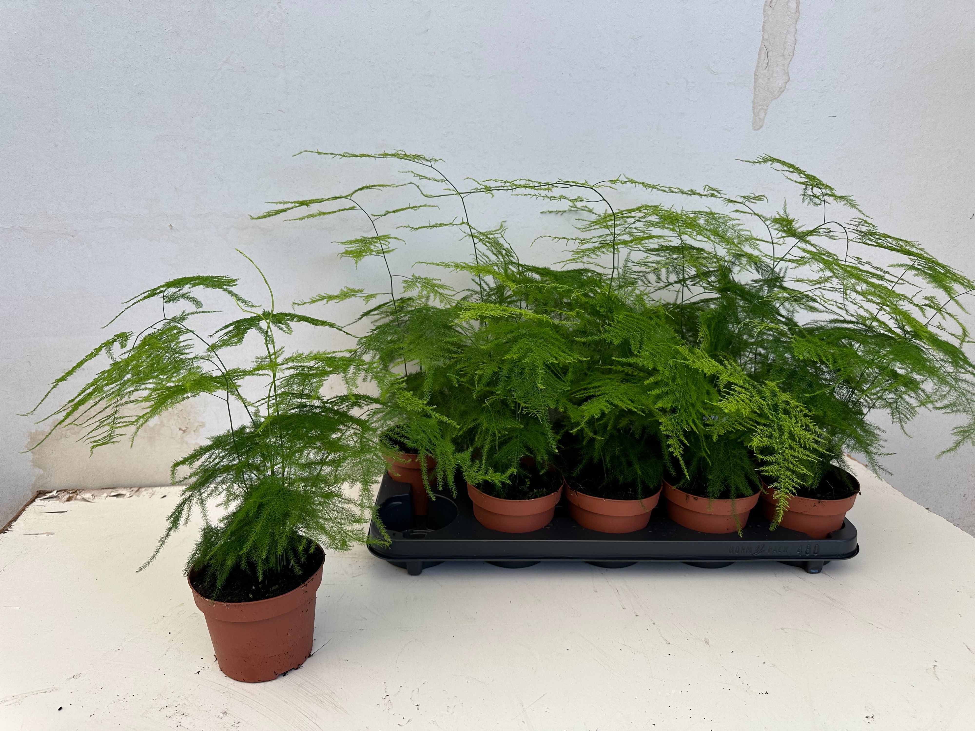 Asparagus Setaceus, D 12