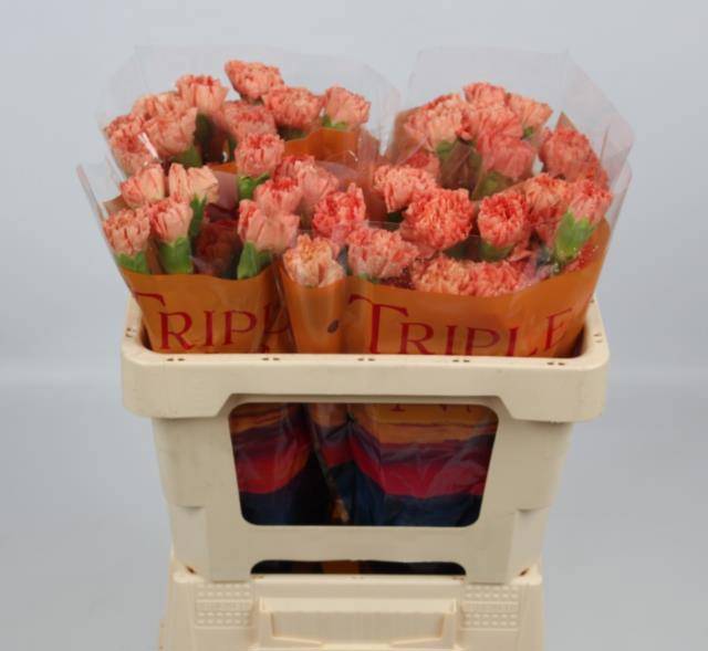 Диантус од. Гермес Оранж, шт.