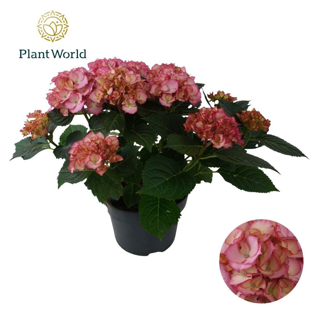 Hydrangea Bol Ave Pink (Specialty), D 23