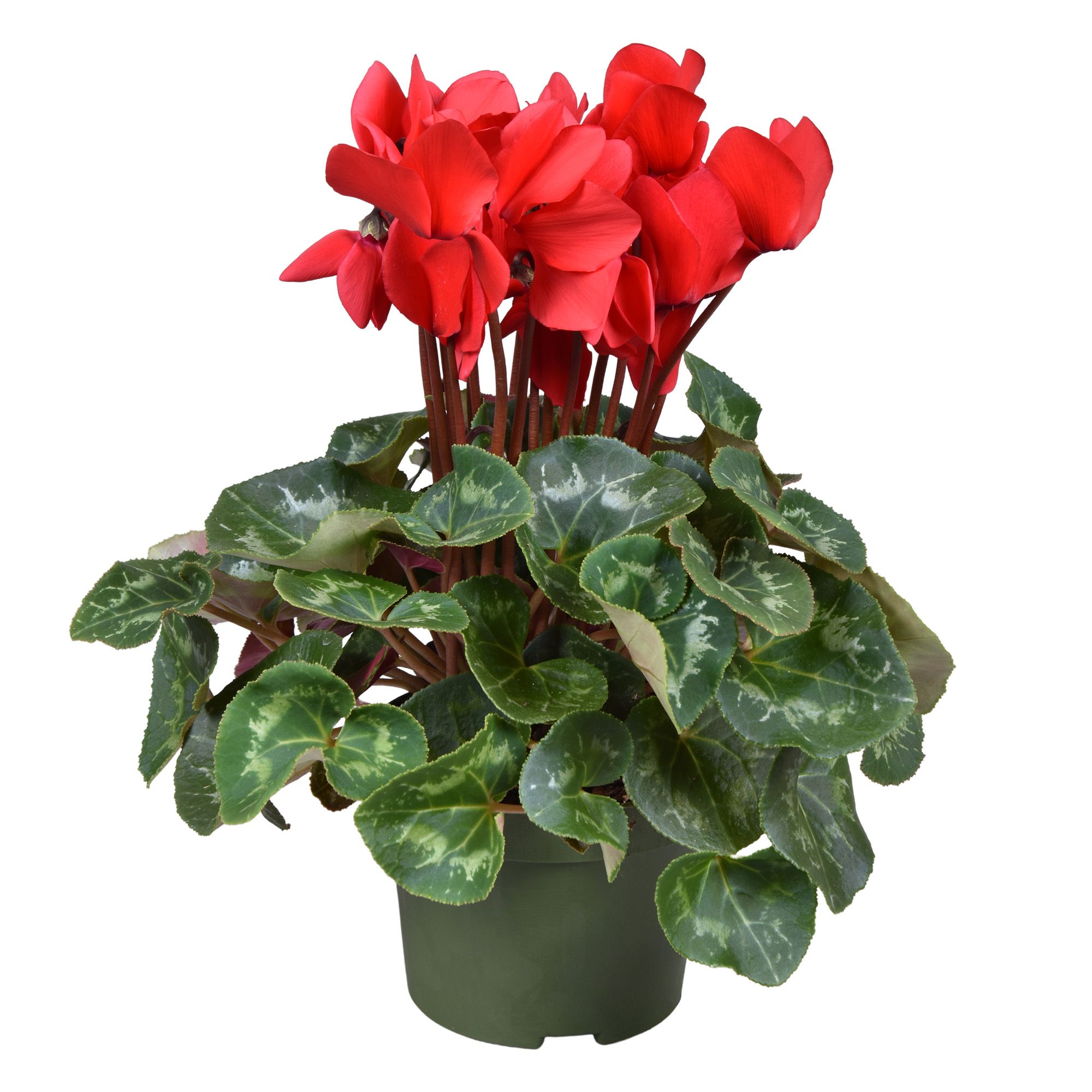 Cyclamen grootbl. ROOD, D 13