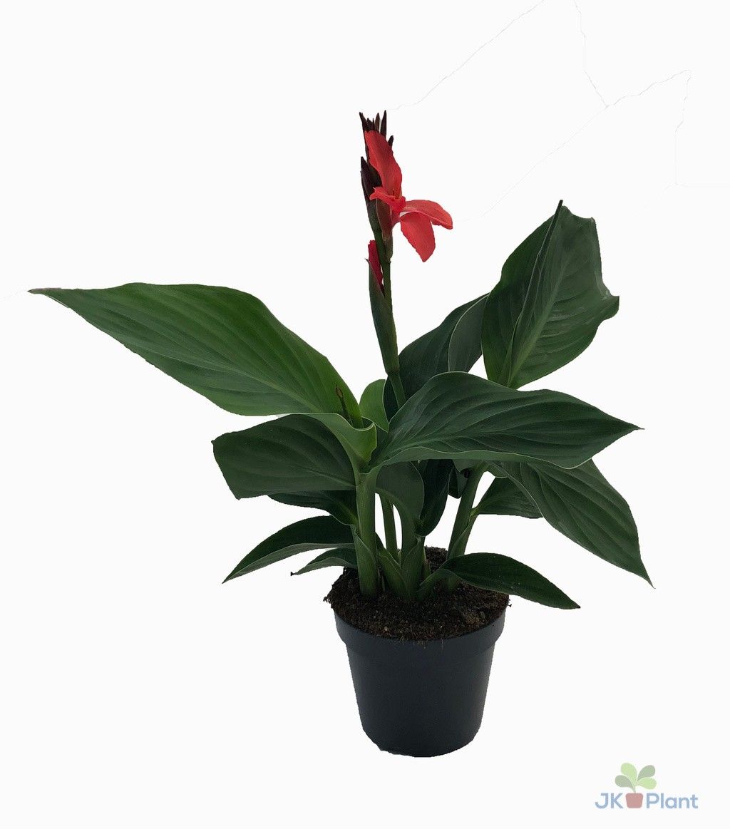 Canna "Cannova" red, D 17