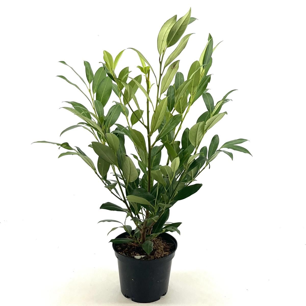 Prunus l. 'Herbergii', D 19