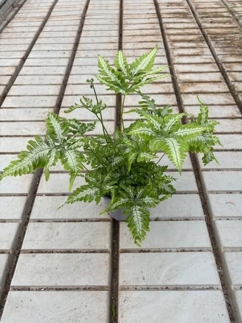 PTERIS ENSIFORMIS, D 11 cm