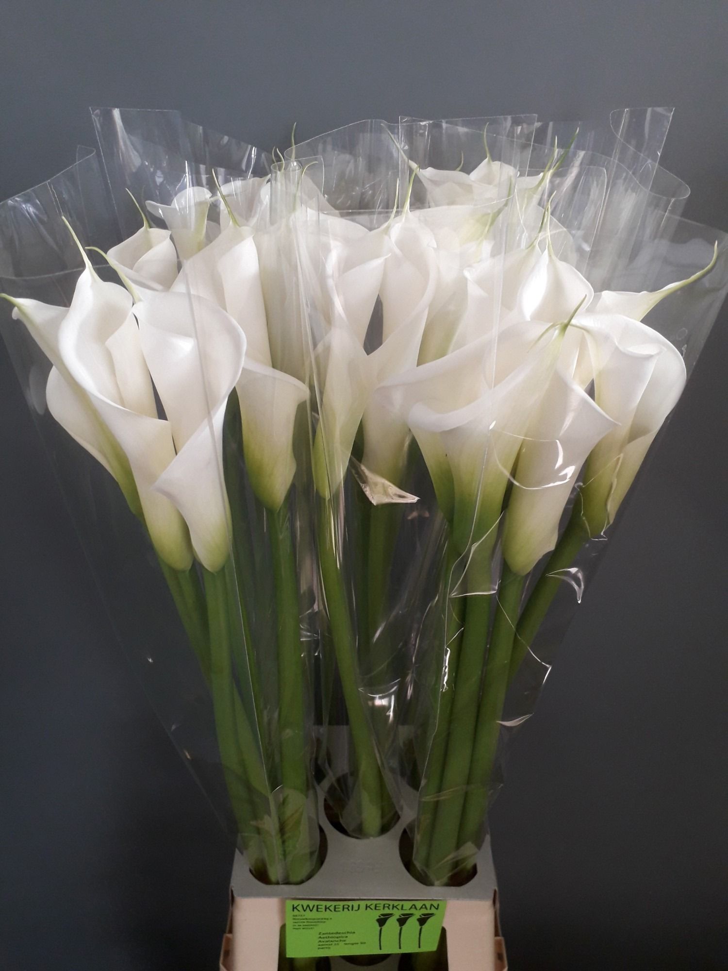 Калла Аваланш 90, шт.