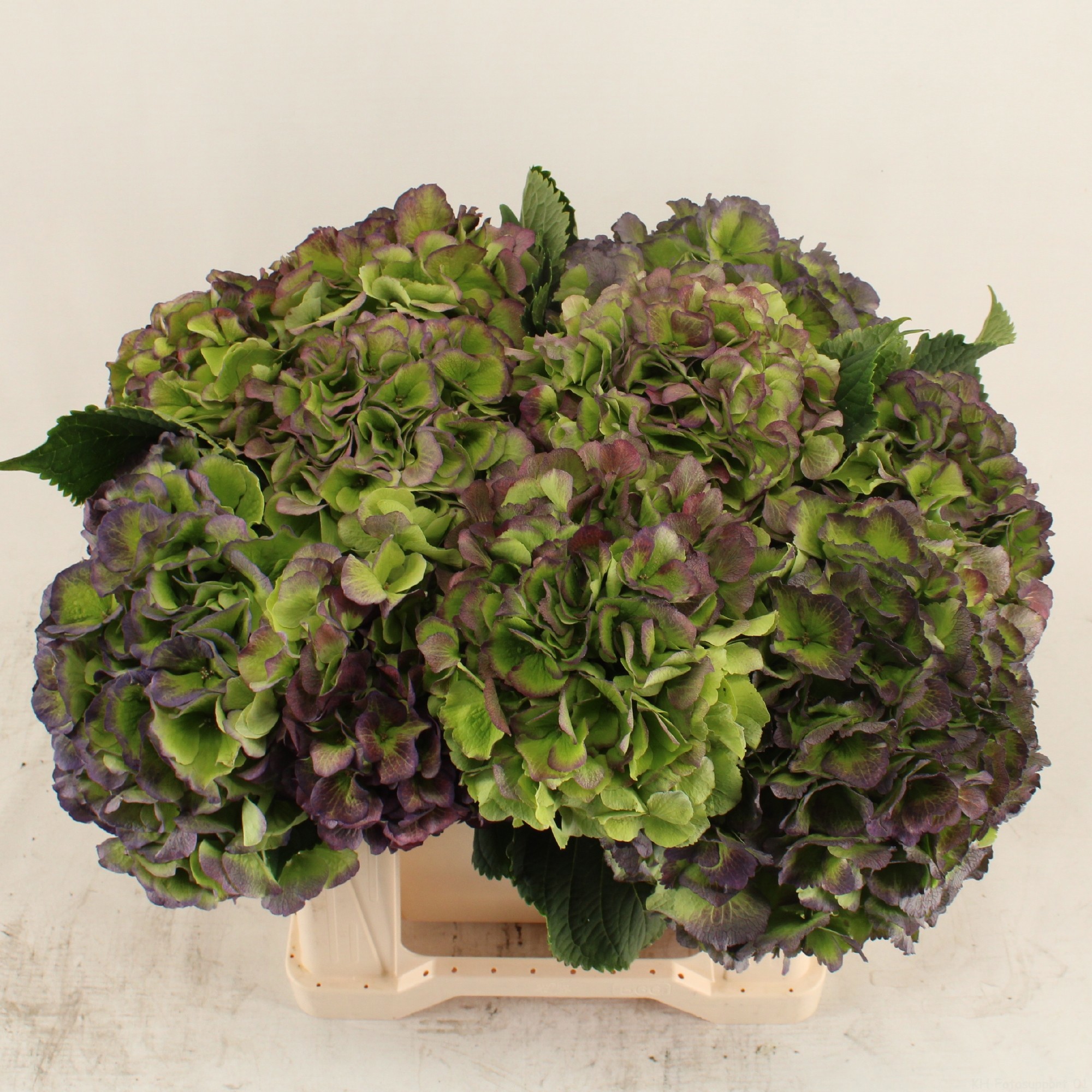 Гортензия Верена Блю Классик 40 (зелено-голуб.), шт.