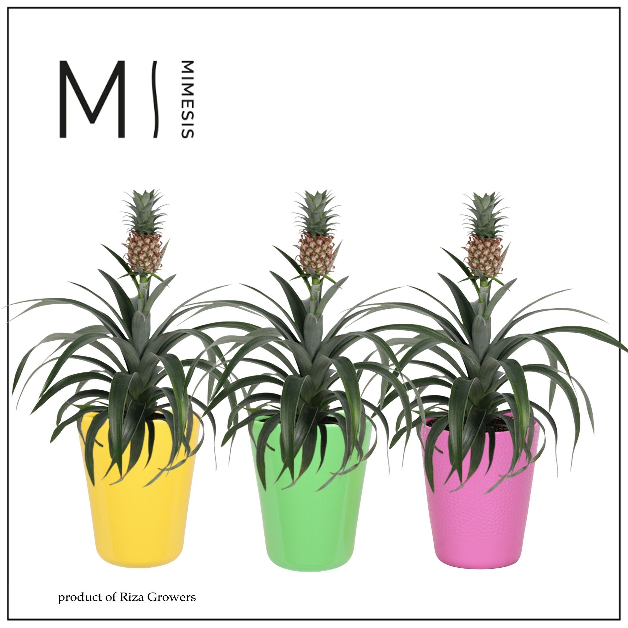 Ananas Mi Amigo Happy - 13cm in Florence | Mimesis, D 12