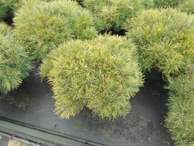 Pinus mugo mughus, D 29
