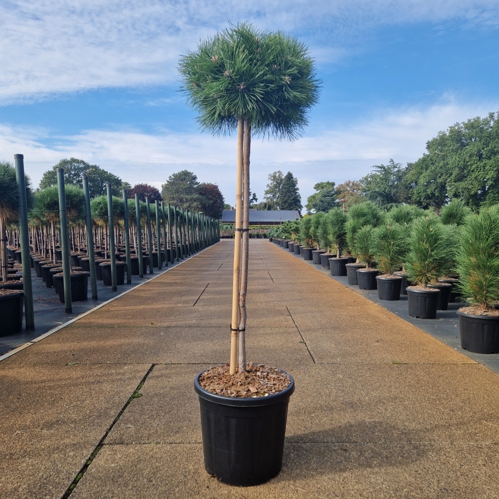 Pinus densiflora 'Low Glow', D 36 cm Pinus densiflora 'Low Glow', D 36 cm