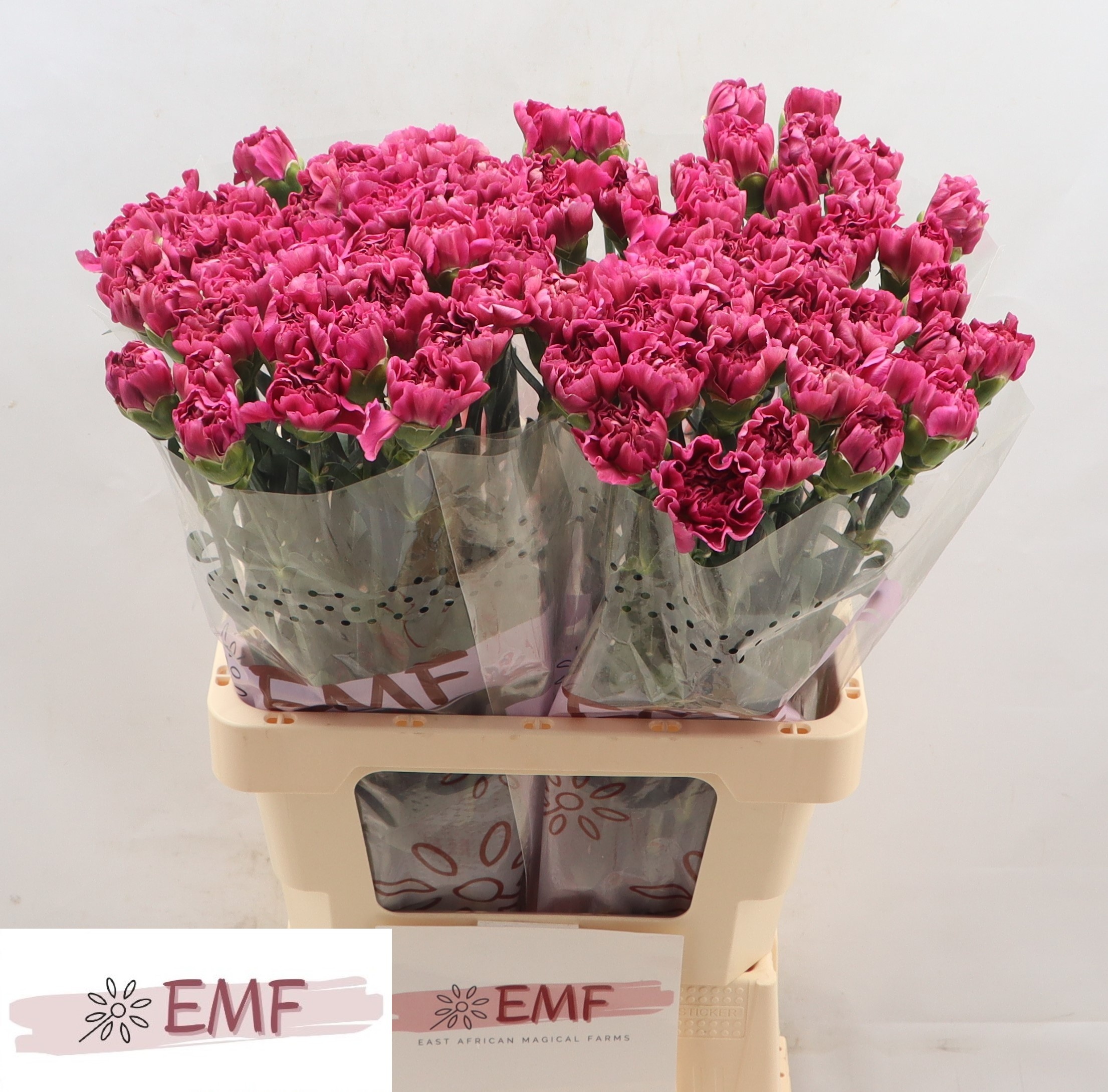 Диантус од. Мисс Бьютифул, шт.