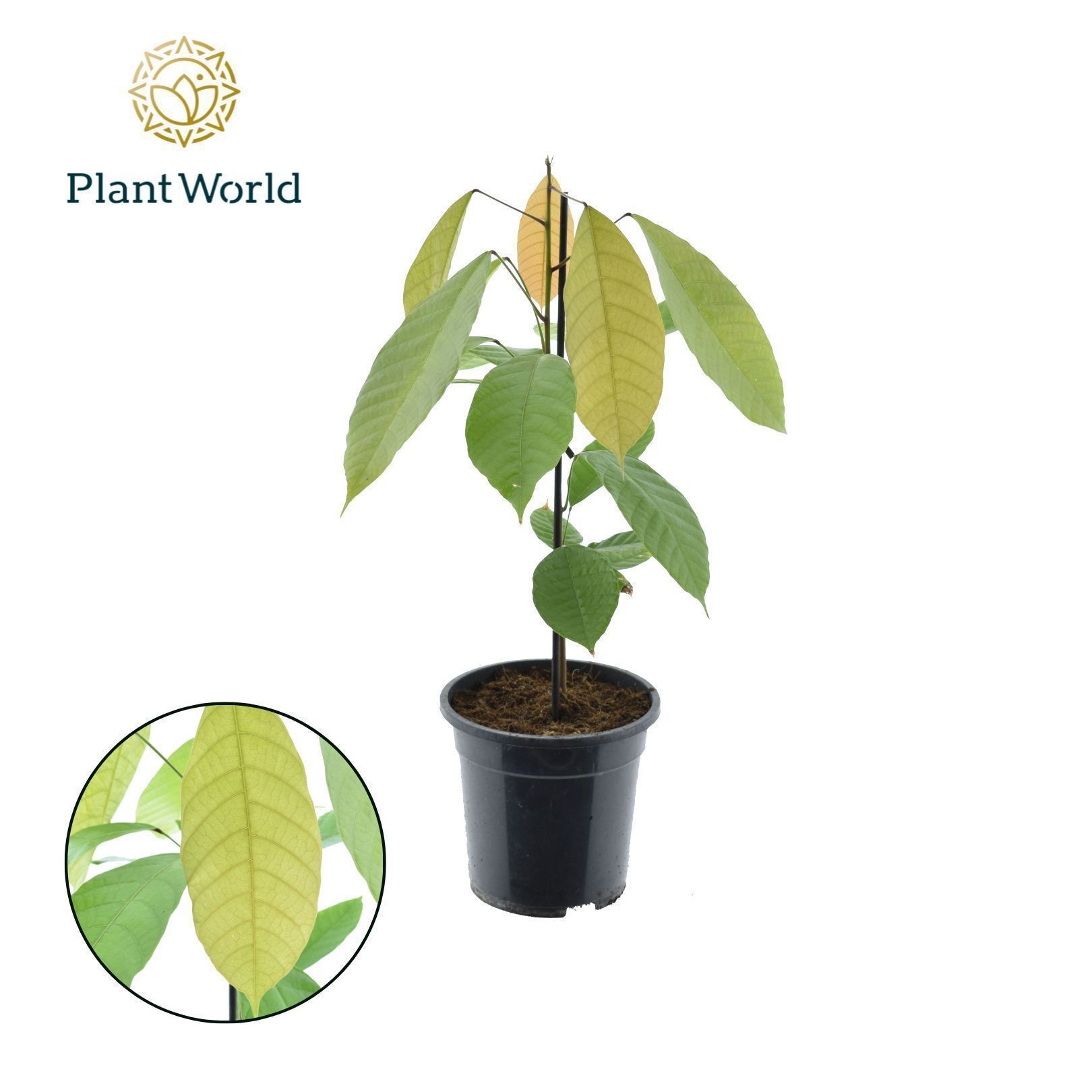 Cacao Theobrama, D 19